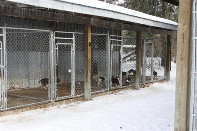 Lief Hesje Kampioenschap CarBon Willis Beagles - Ontario